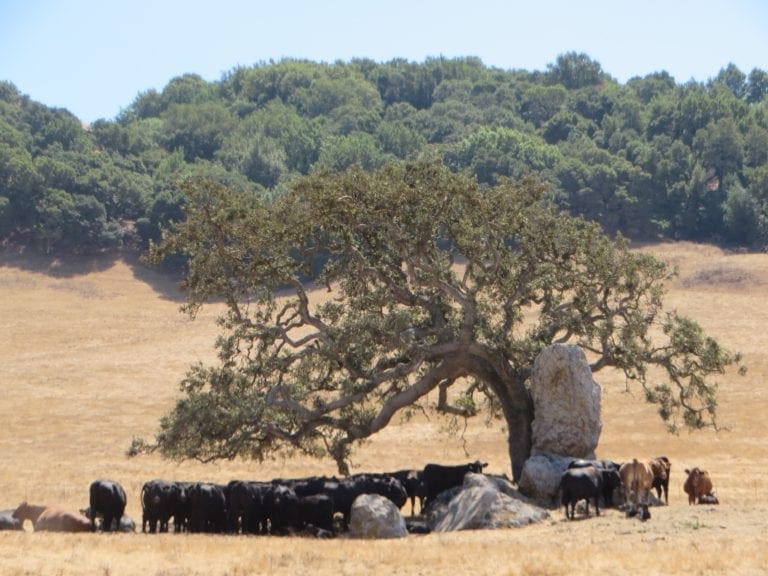 A herd of cattle standing in the middle of an open field.