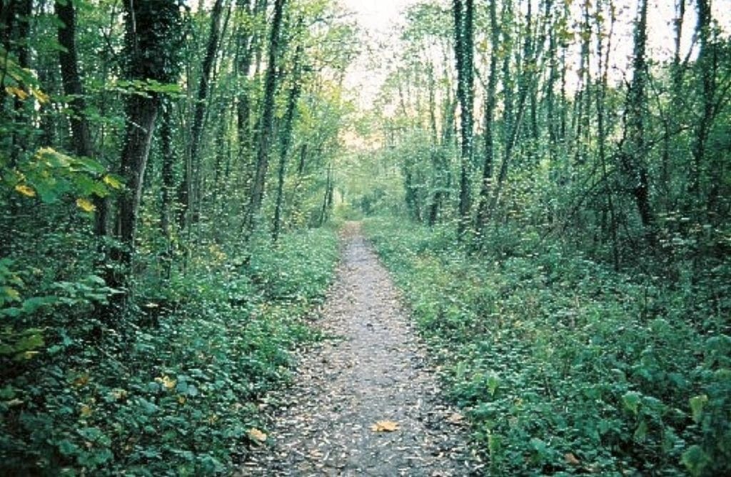 A trail in the woods with green leaves on it.