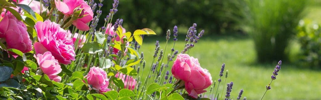 A pink rose and purple flowers in the grass.