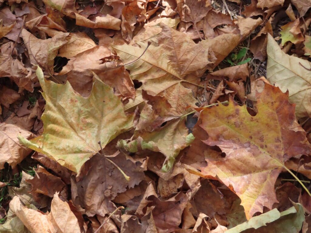 A close up of leaves on the ground