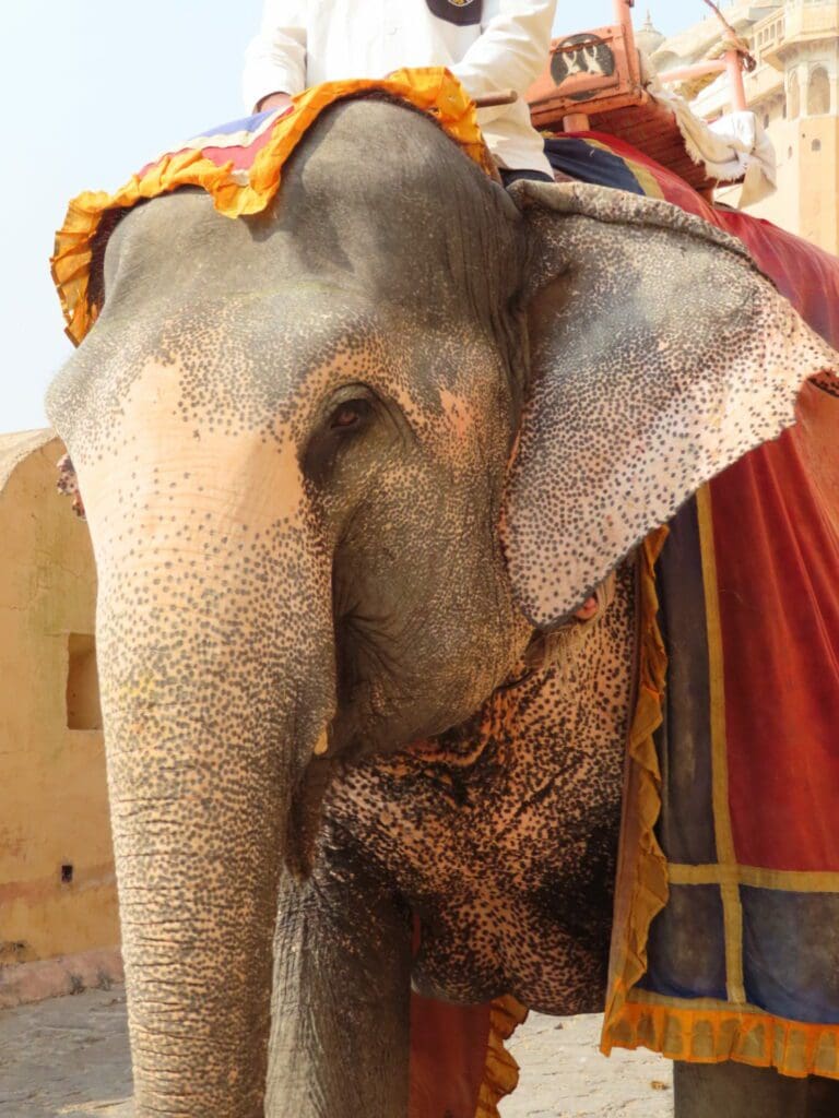 An elephant with a red blanket on it's back