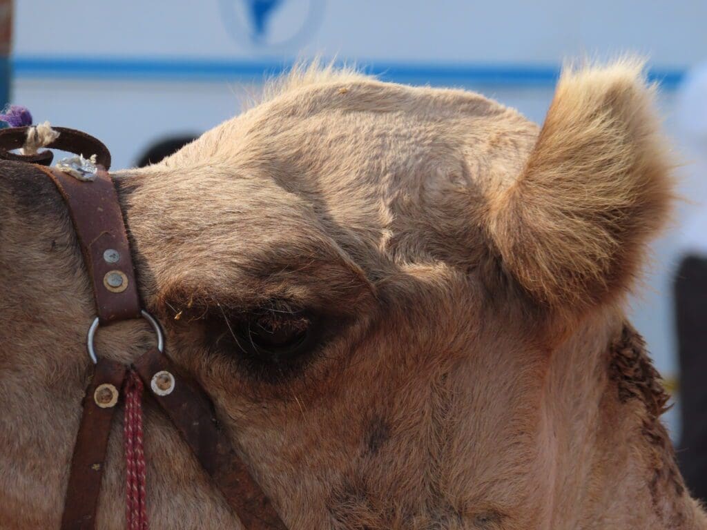 A close up of the head and neck of a camel.