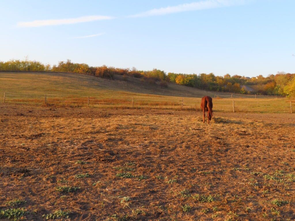 A horse standing in the middle of an empty field.