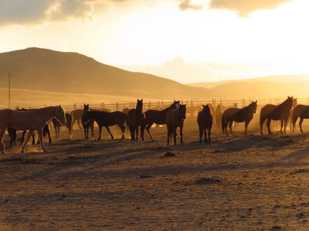 A herd of horses standing on top of a dry grass field.