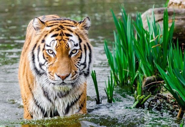 A tiger standing in the water near some grass.