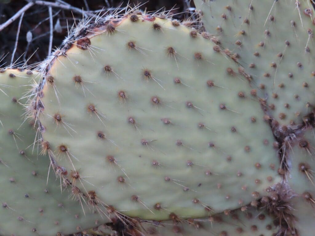 A close up of the top of a cactus