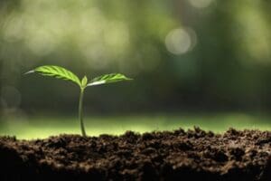 A plant growing in the middle of a dirt field.