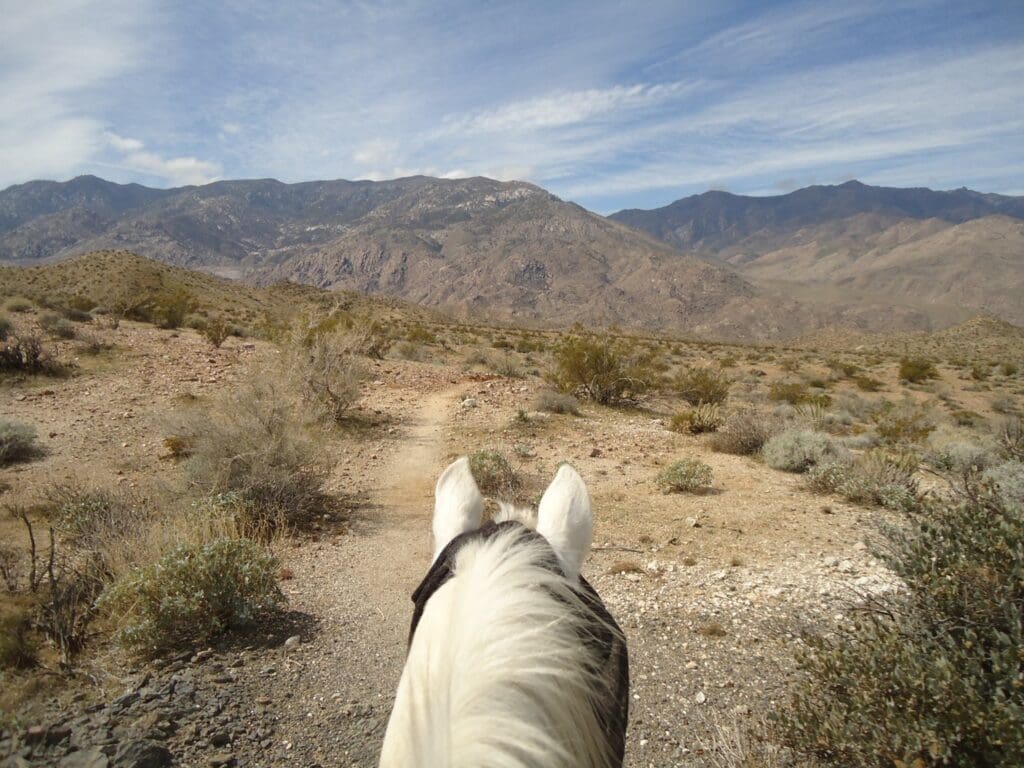 A person riding on the back of a horse.