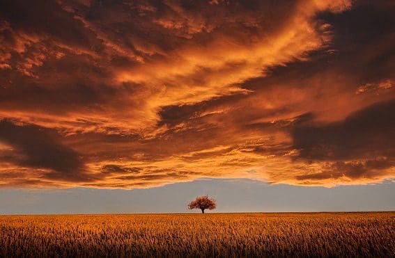 A tree in the middle of an open field under a cloudy sky.