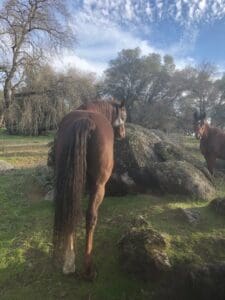 Two horses standing in a field near some rocks.