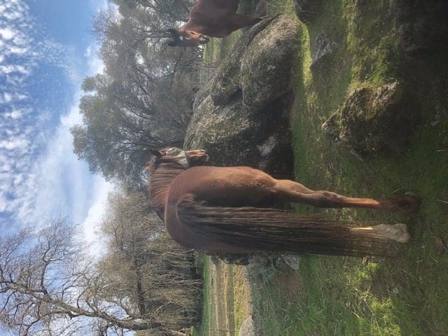 Two horses standing in a field near some rocks.