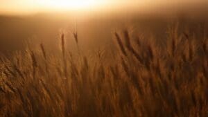 A field of tall grass in the evening light.