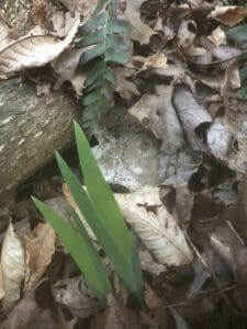 A close up of leaves and grass on the ground