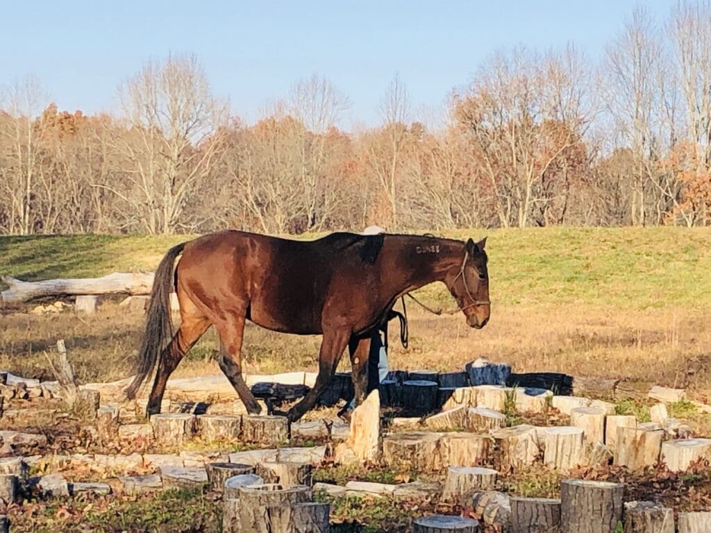 A horse is walking in the grass near some rocks.