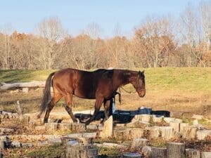 A horse is walking in the grass near some rocks.