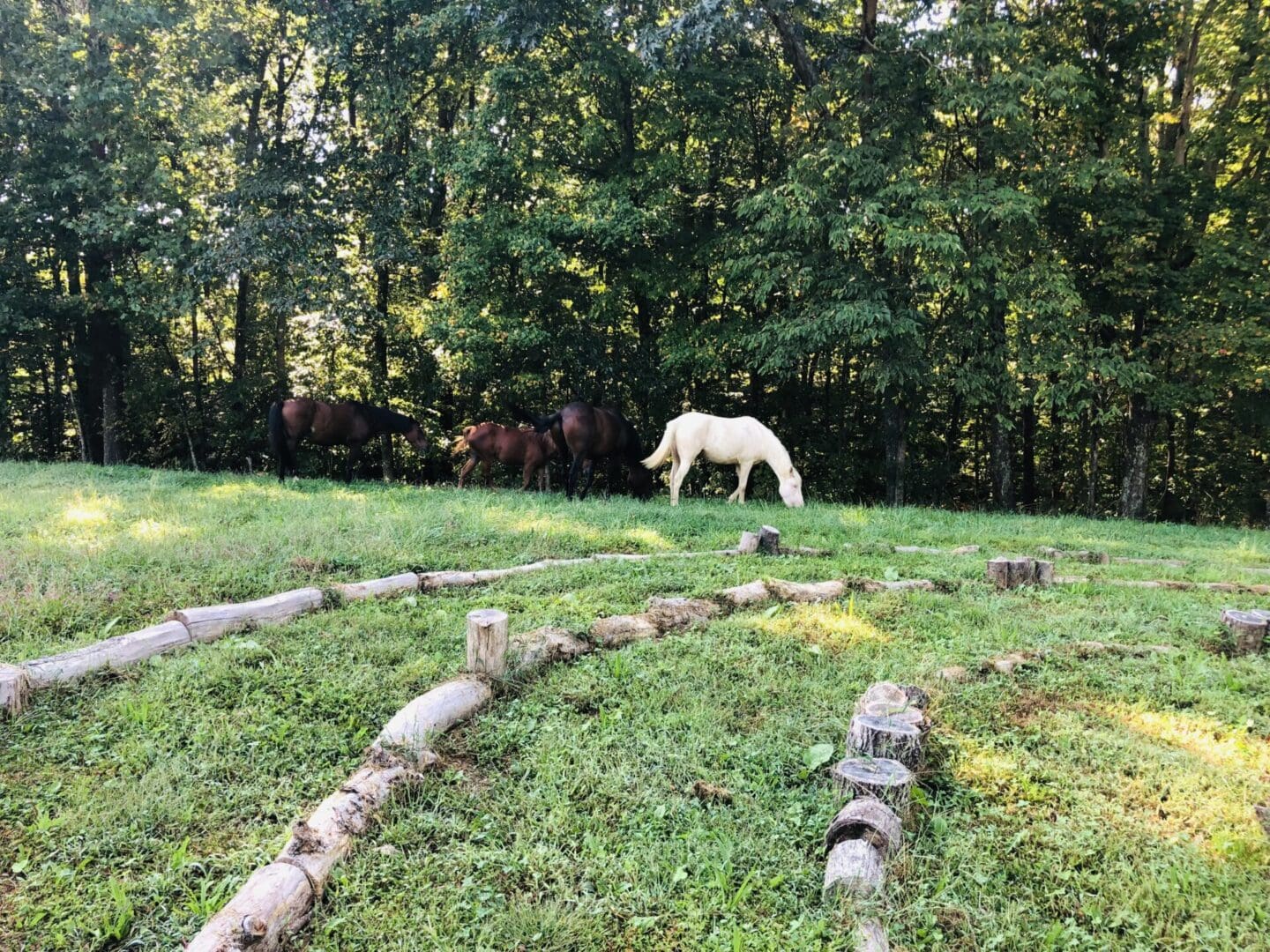 A white horse grazing in the grass near trees.