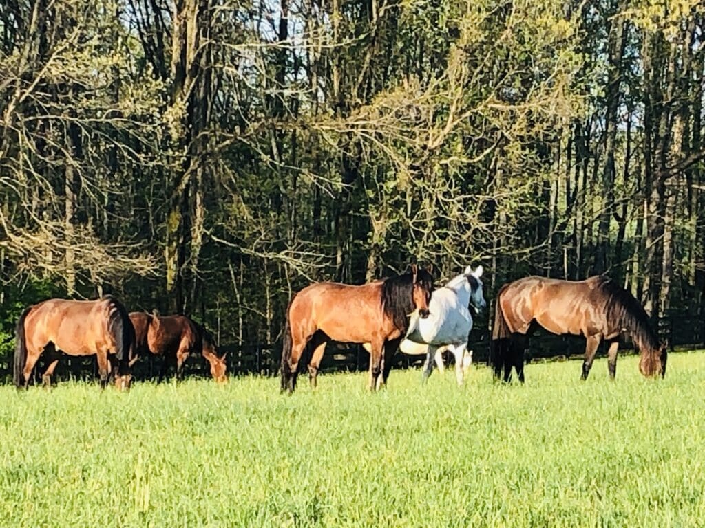 A group of horses grazing in the grass.