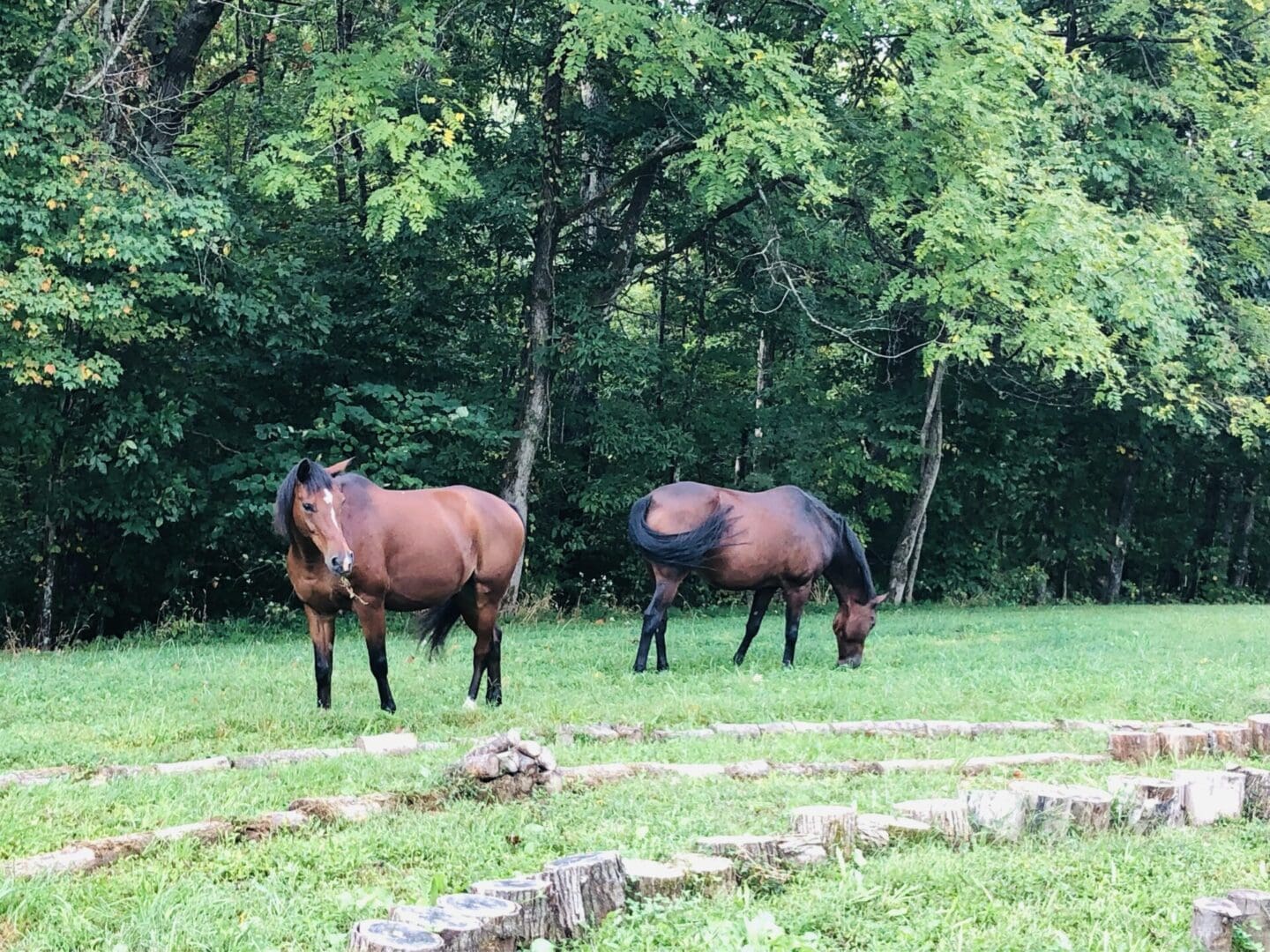 Two horses grazing in a field near trees.