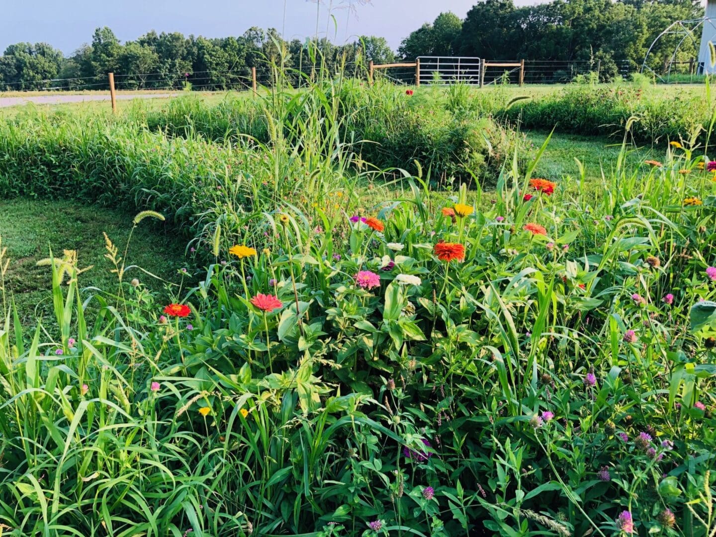 A field with many different flowers in it