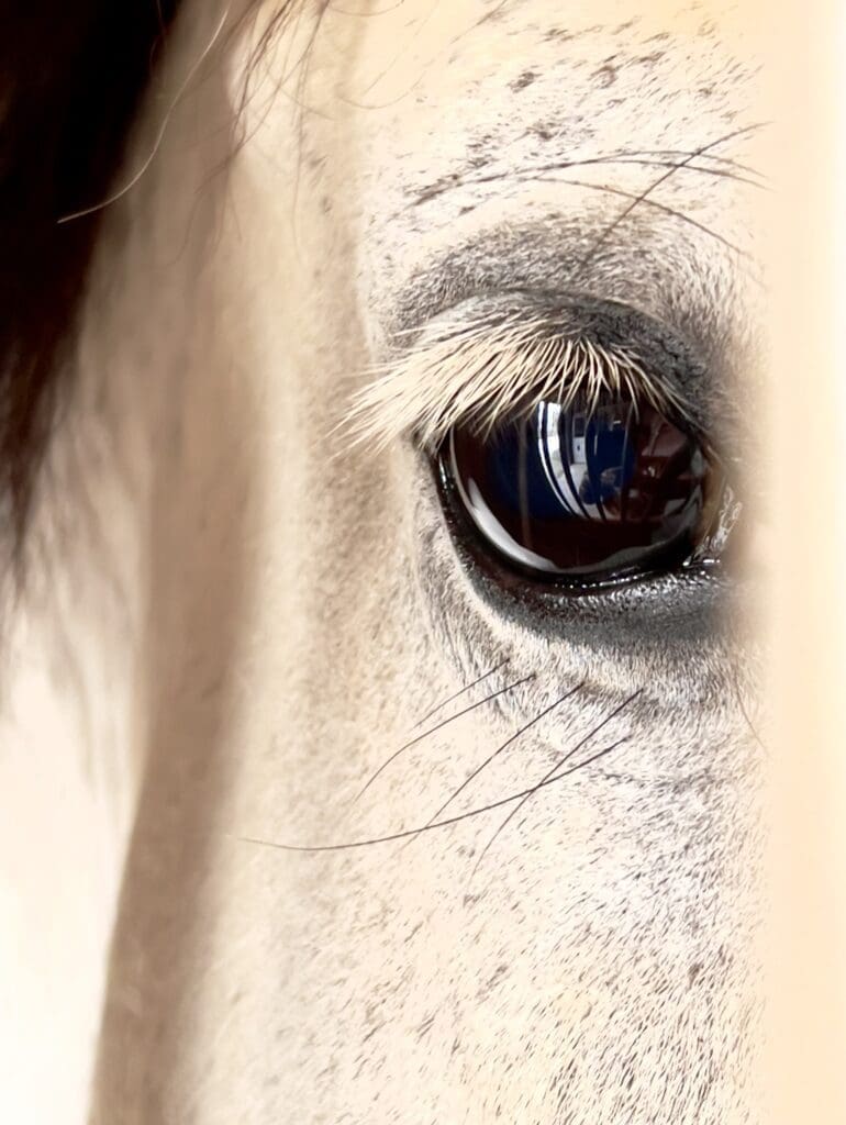 A close up of the eye of a horse