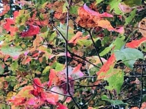 Close up image of so many leaves