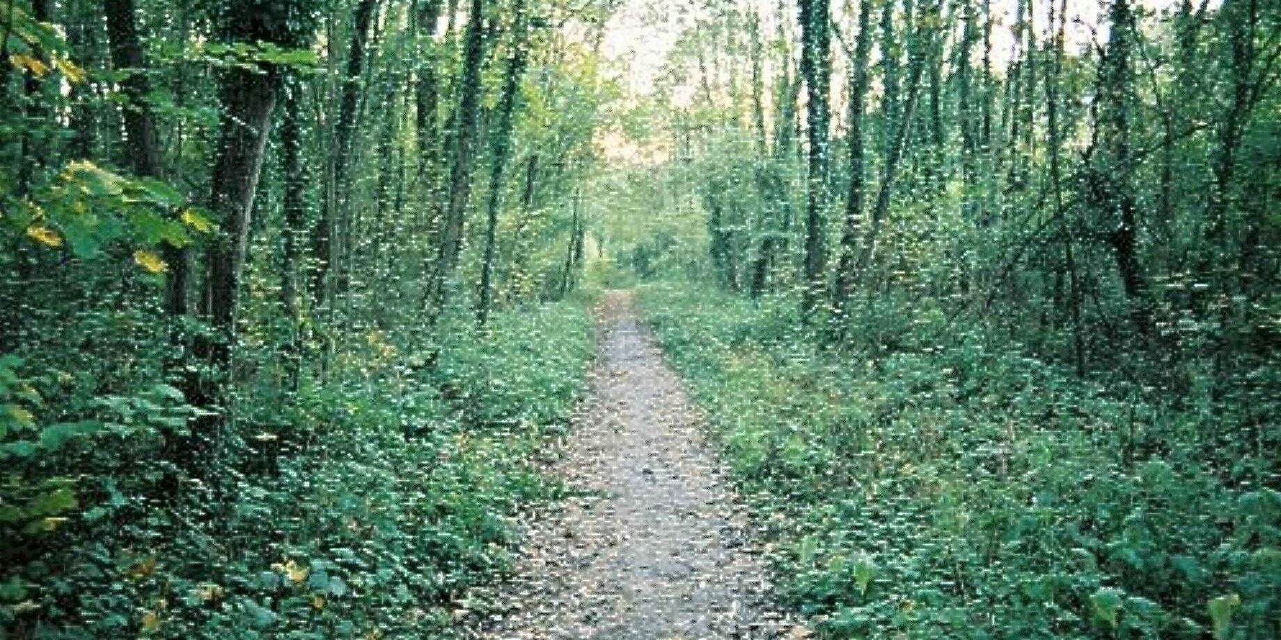 A trail in the woods with green leaves on it.