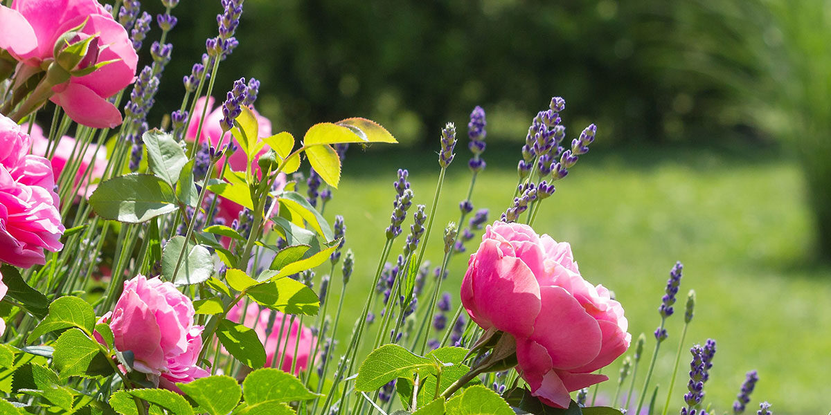 A pink rose and purple flowers in the grass.