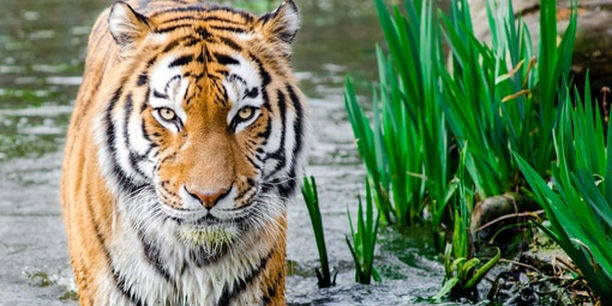 A tiger standing in the water near some grass.