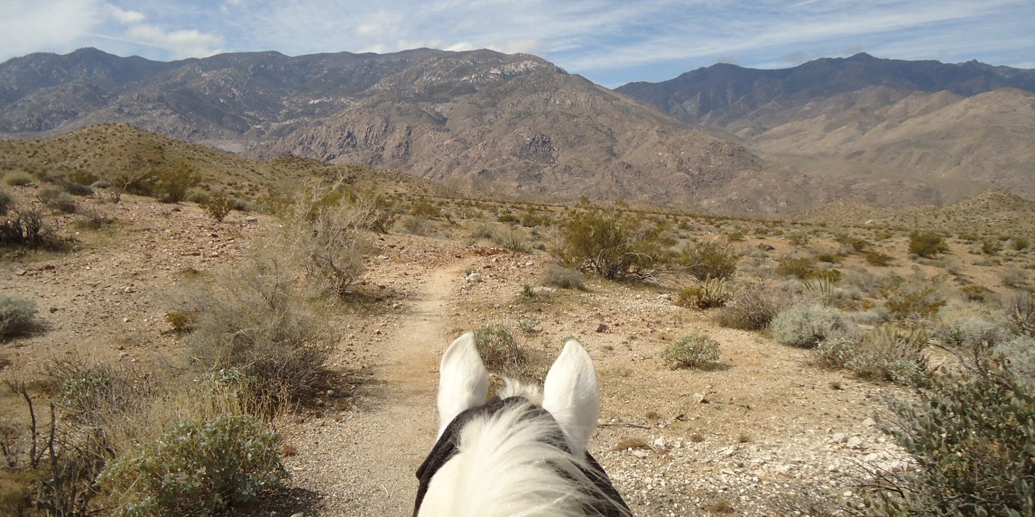 A person riding on the back of a horse.