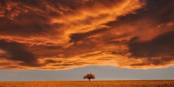 A tree in the middle of an open field under a cloudy sky.