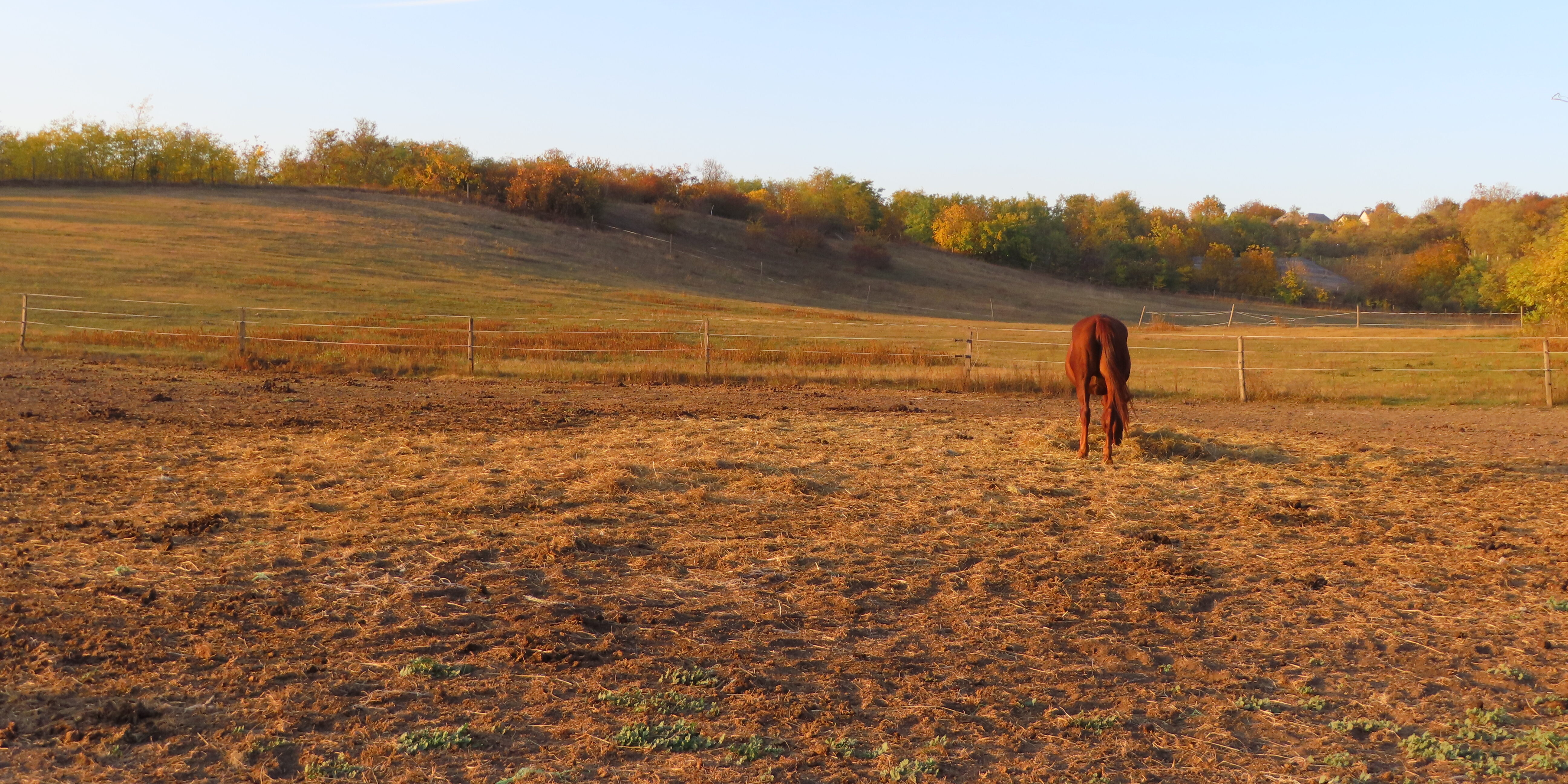 A horse standing in the middle of an empty field.