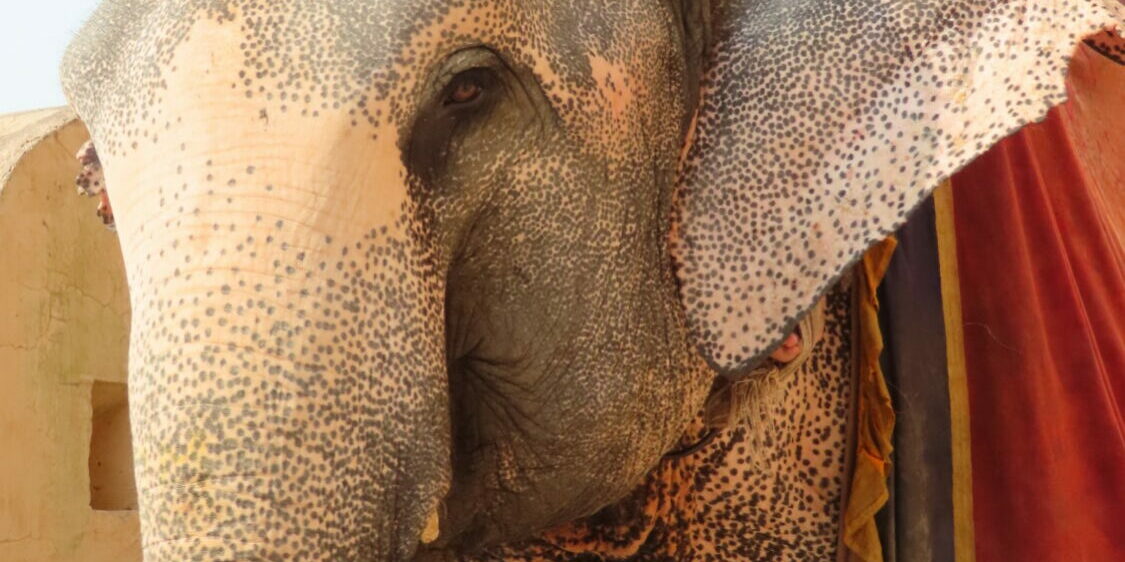 An elephant with a red blanket on it's back