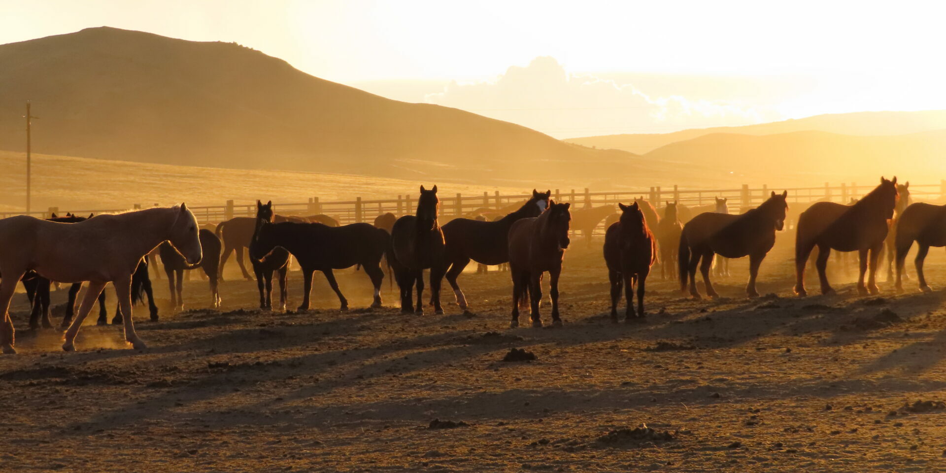 A herd of horses standing on top of a dry grass field.