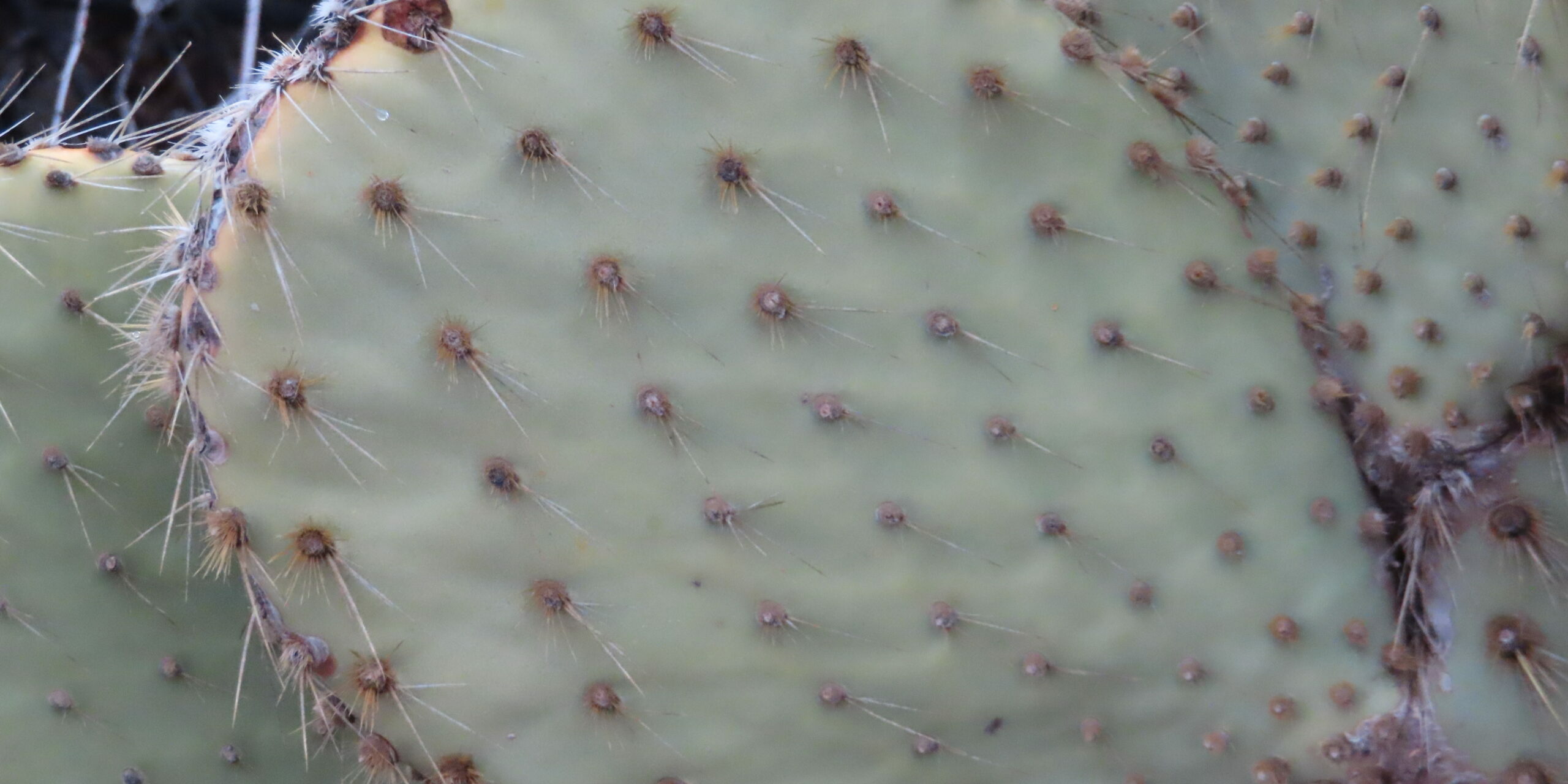 A close up of the top of a cactus