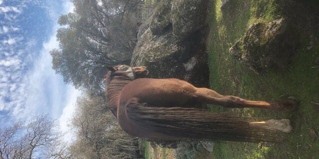 Two horses standing in a field near some rocks.