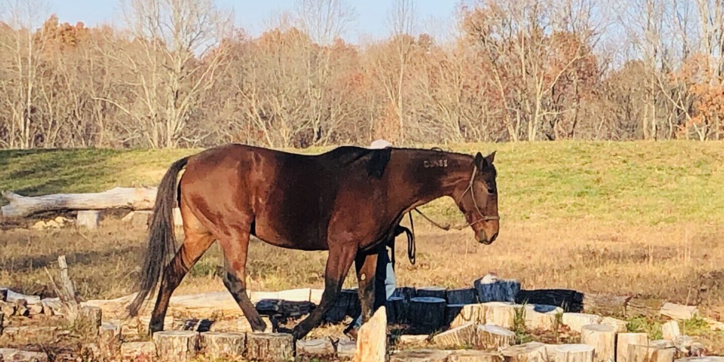 A horse is walking in the grass near some rocks.