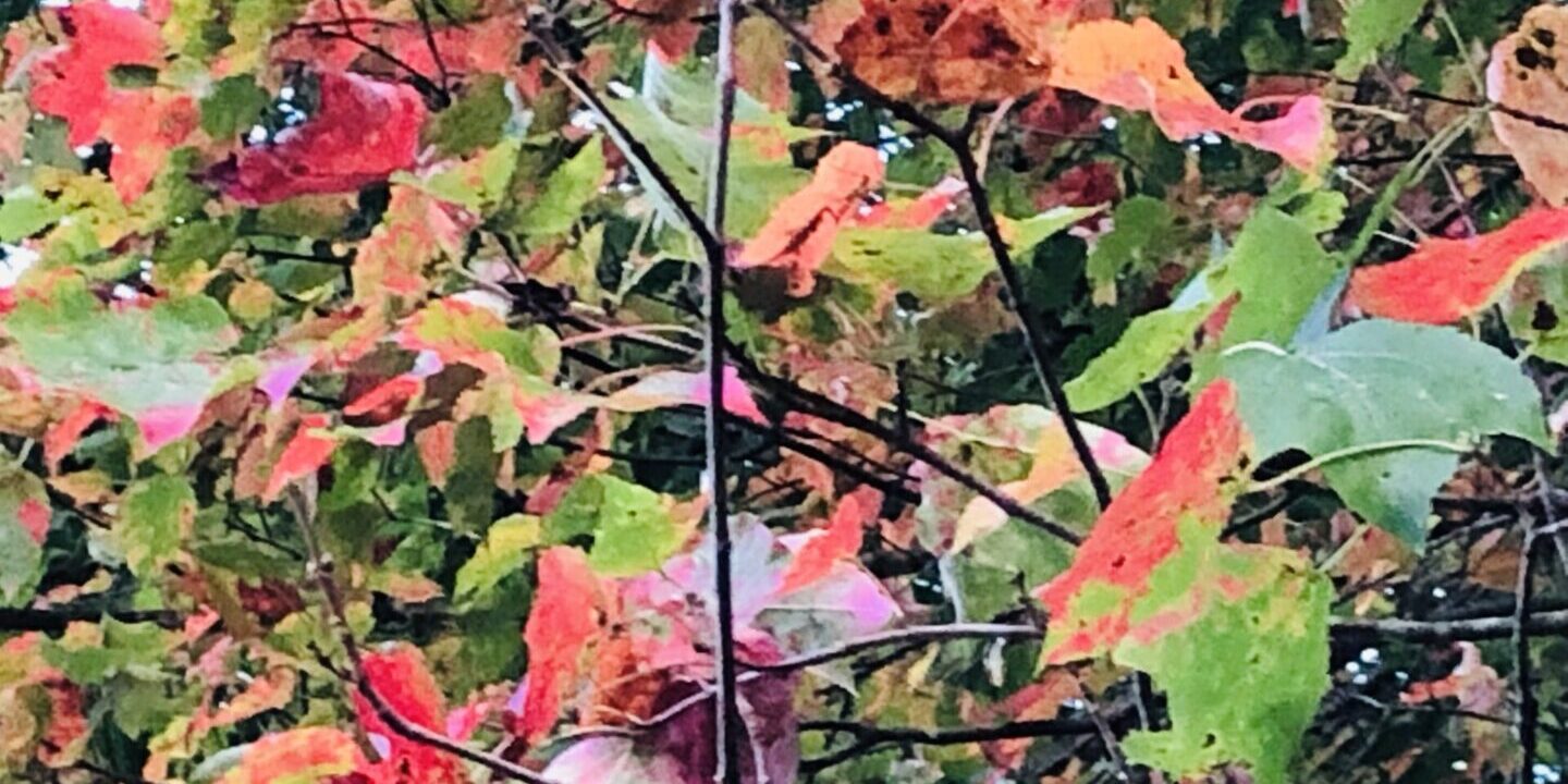 Close up image of so many leaves