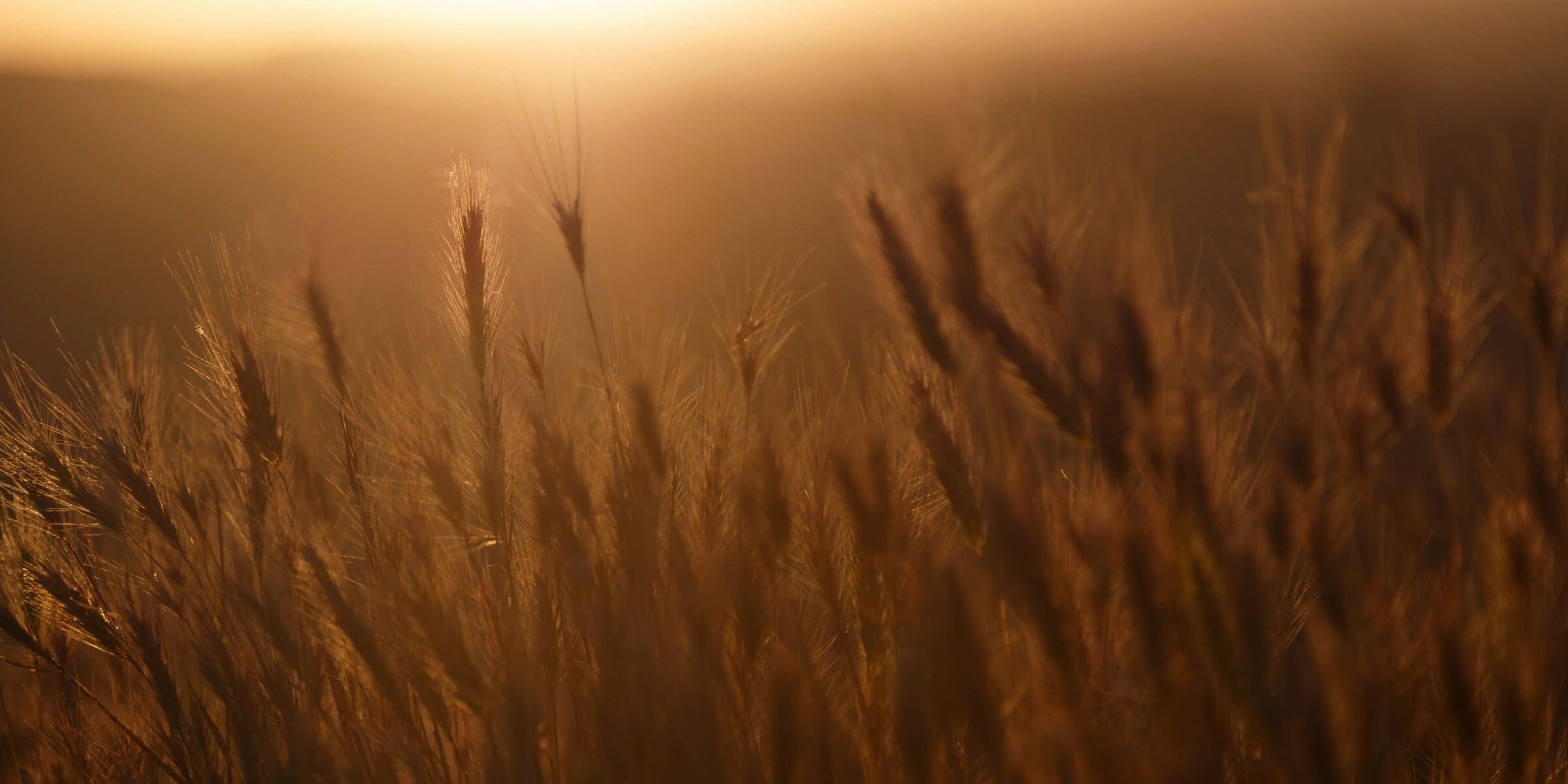 A field of tall grass in the evening light.